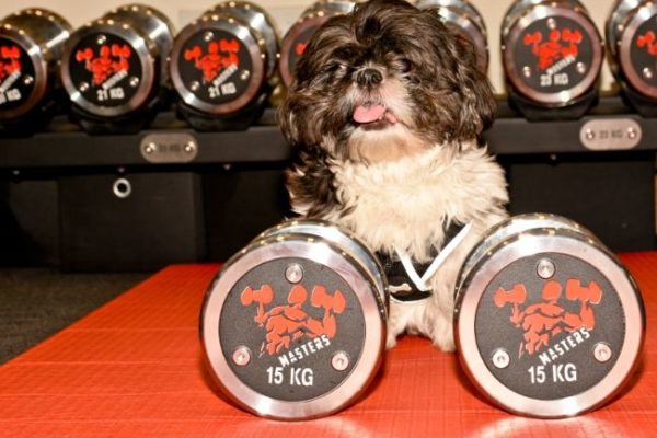 small dog in a local gym with branded dumbbells