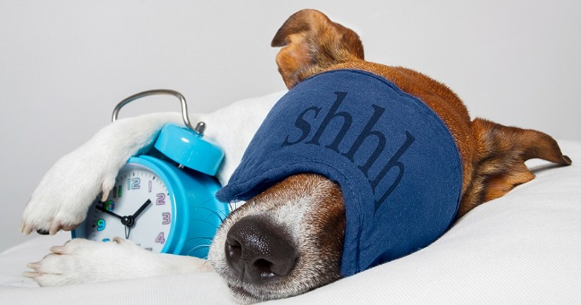 dog sleeping with an alarm clock