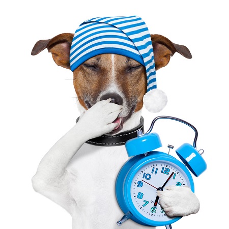 sleepy dog with alarm clock